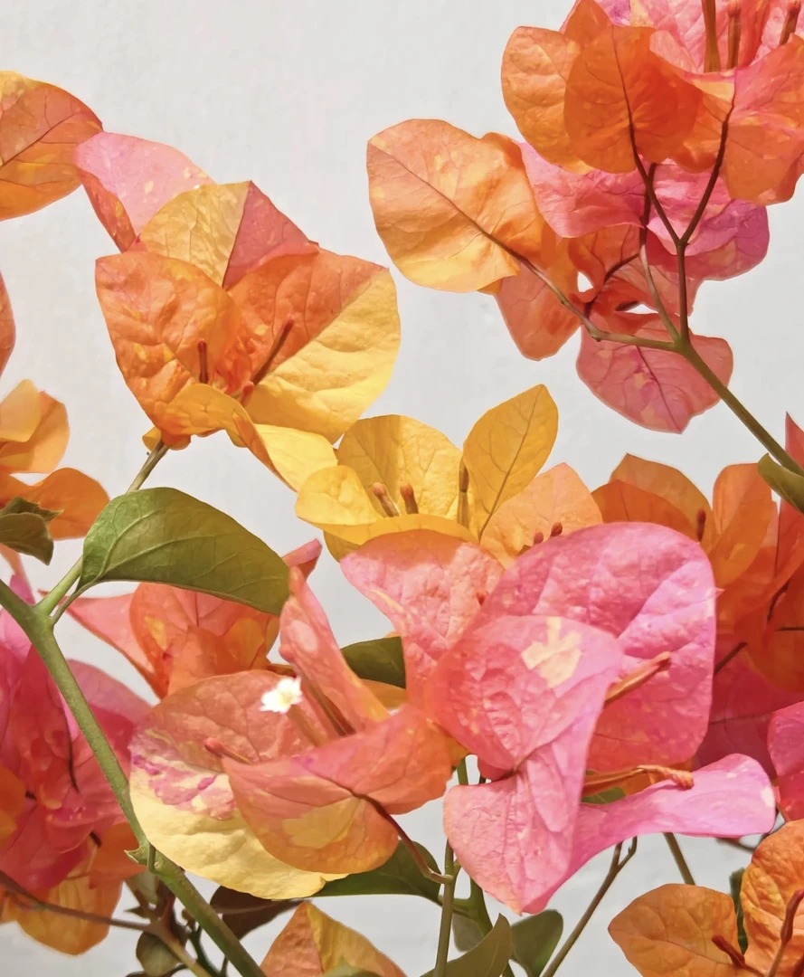 【阿达娜】三角梅四季开花可爬藤可垂丝不带花