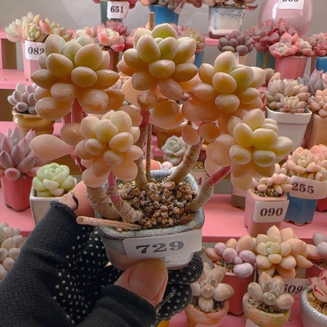 .****.720 （38元包邮），带盆土发，月鸣多肉。