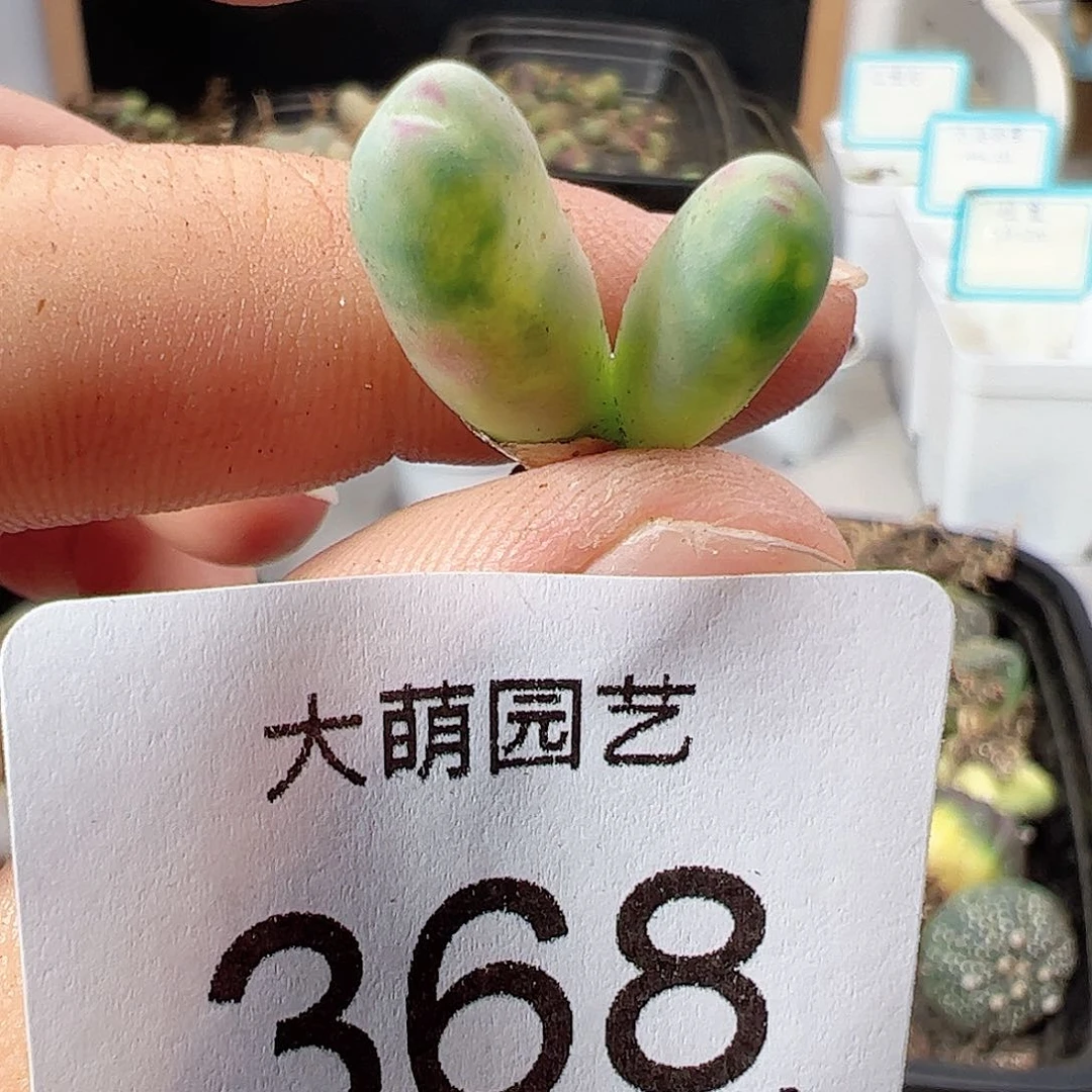 0000368将锦一物一拍……