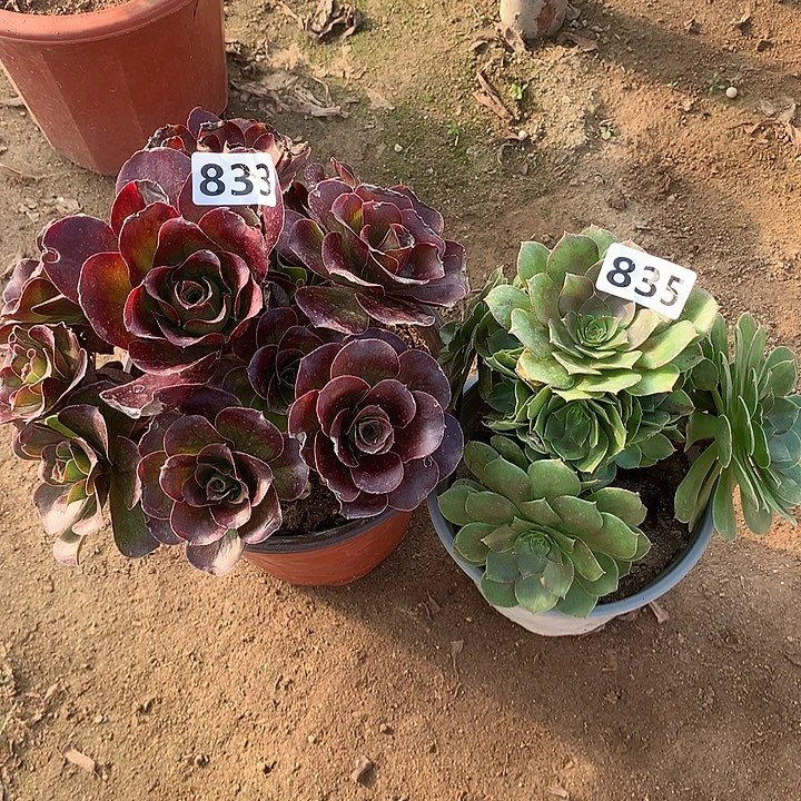 法师2个833-835，，