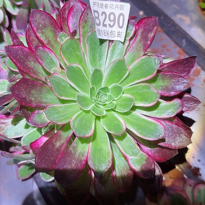 多肉法师龙晶晶多