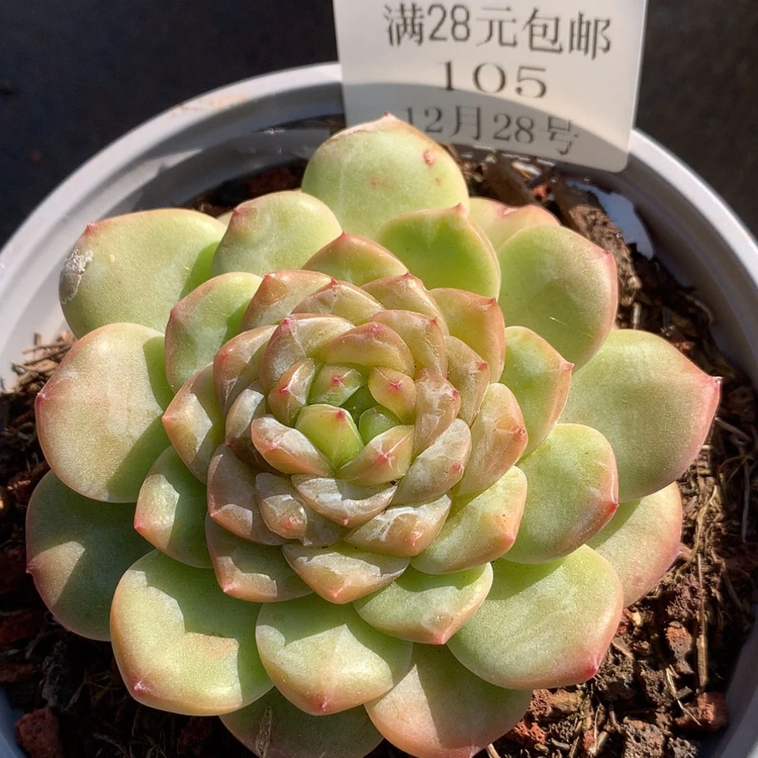 【闪购商品】云105号