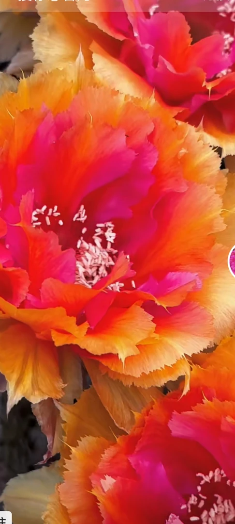 仙人球彩草彩草072歪