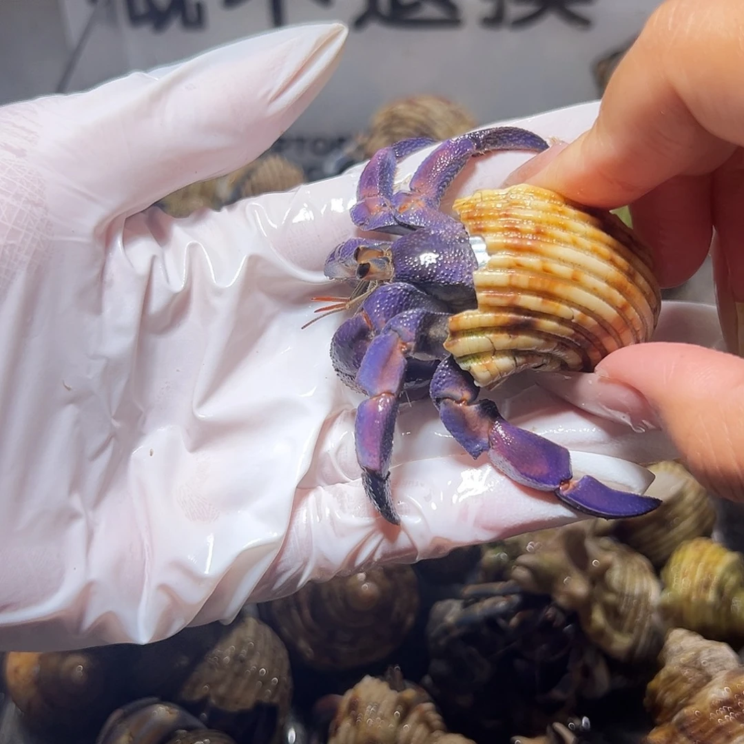 葡萄紫紫陆口径2.5口