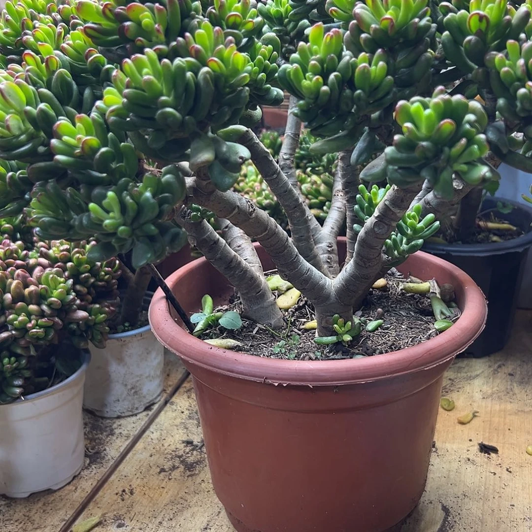 幸***币完全开放老桩招财猫 一物一拍