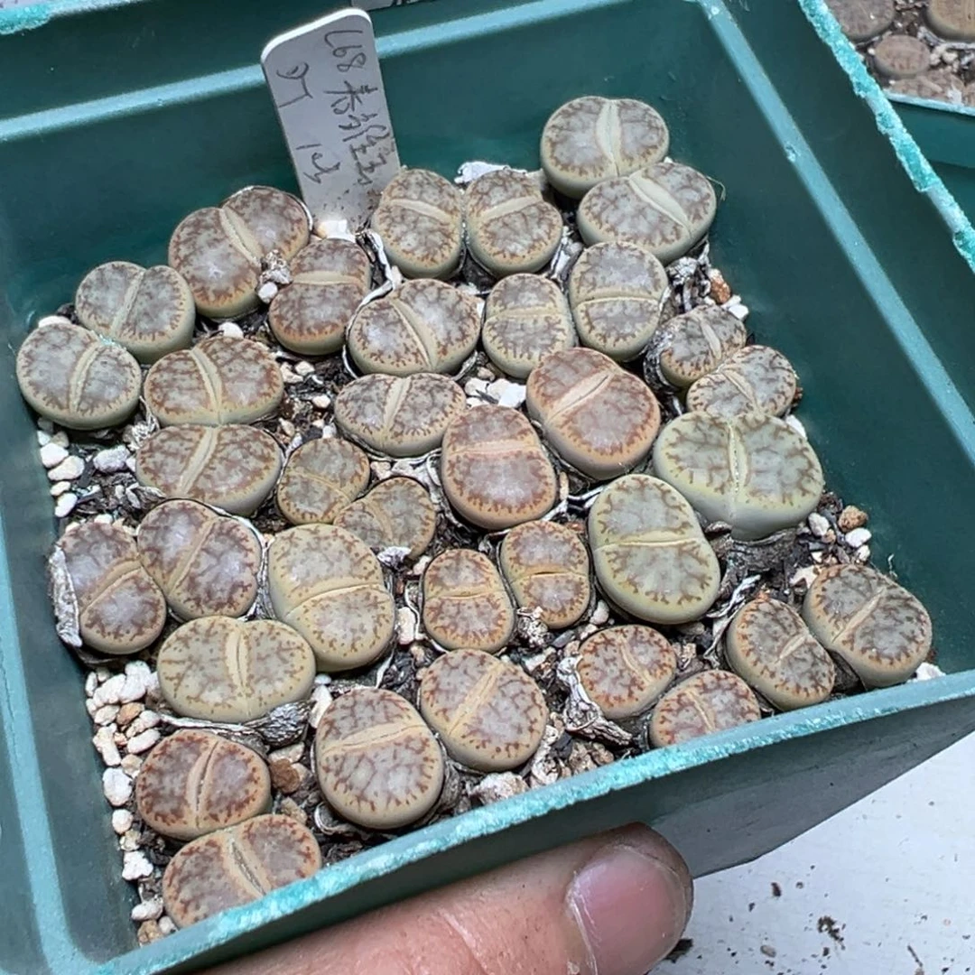 【闪购商品】 1175。