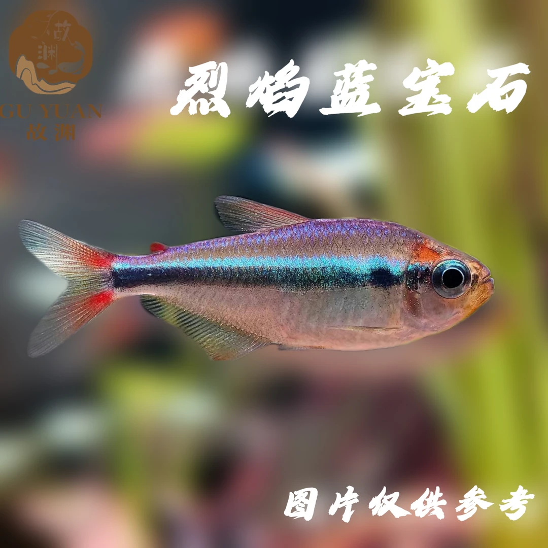 烈焰蓝宝石可卡蓝爵可卡红尾型可卡类高端灯科鱼天津发货观南美
