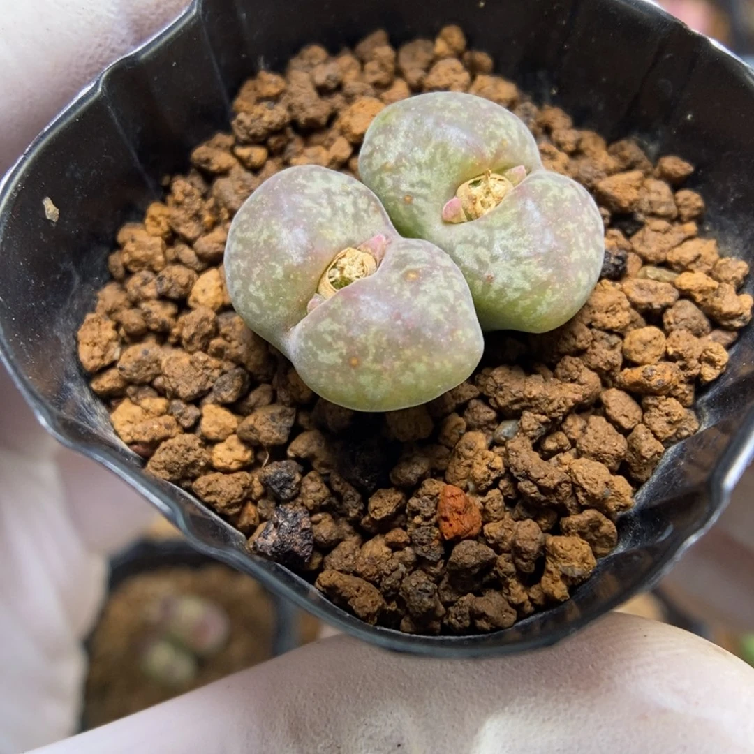 多肉植物肉锥杂交K-066 风铃杂