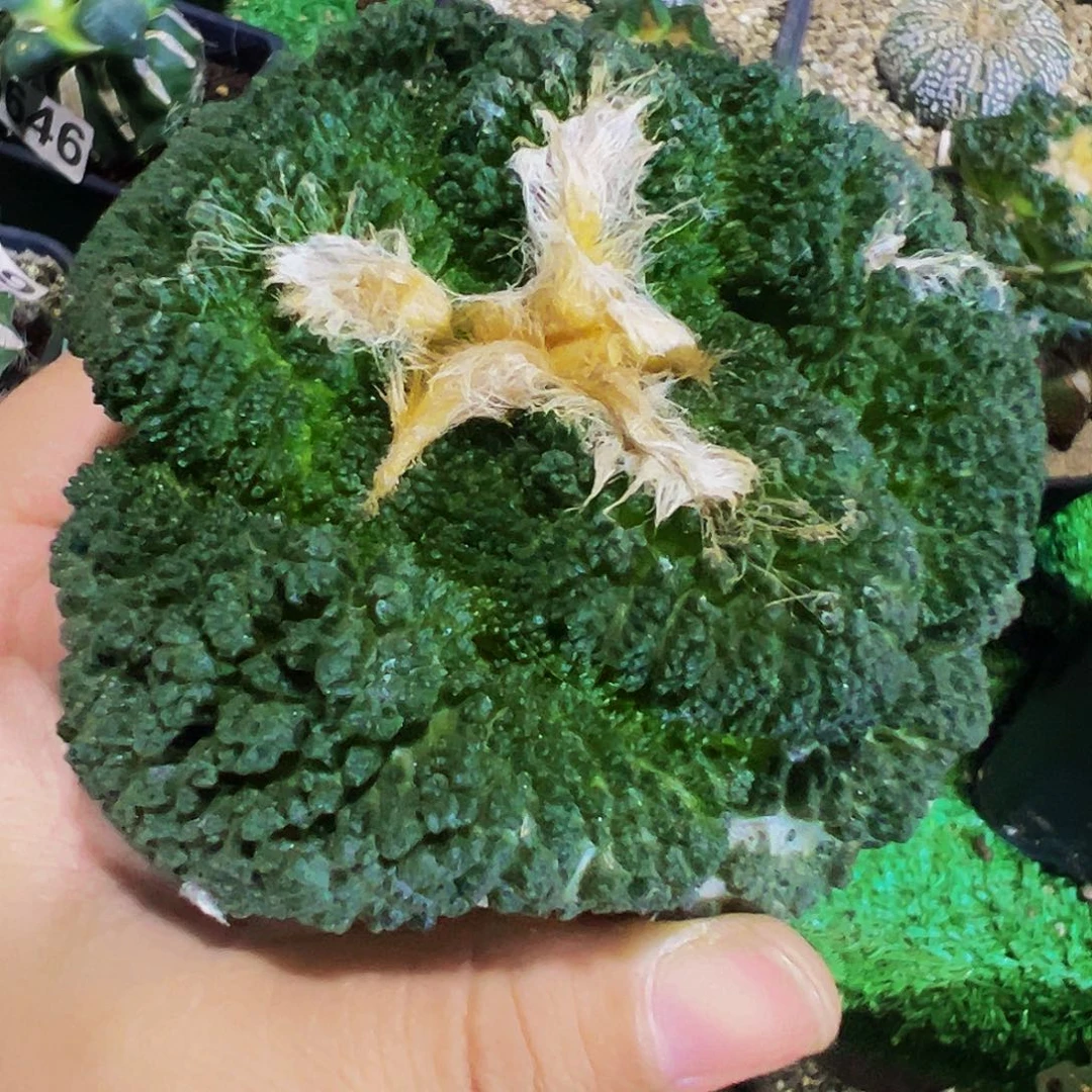 心***海无花朵福利大尤哥斯拉牡丹002
