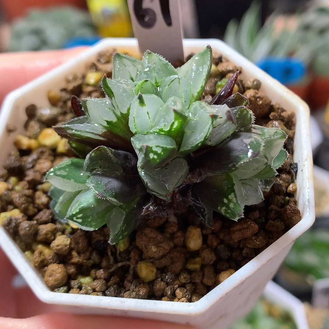 61号圣诞蜡烛带盆土