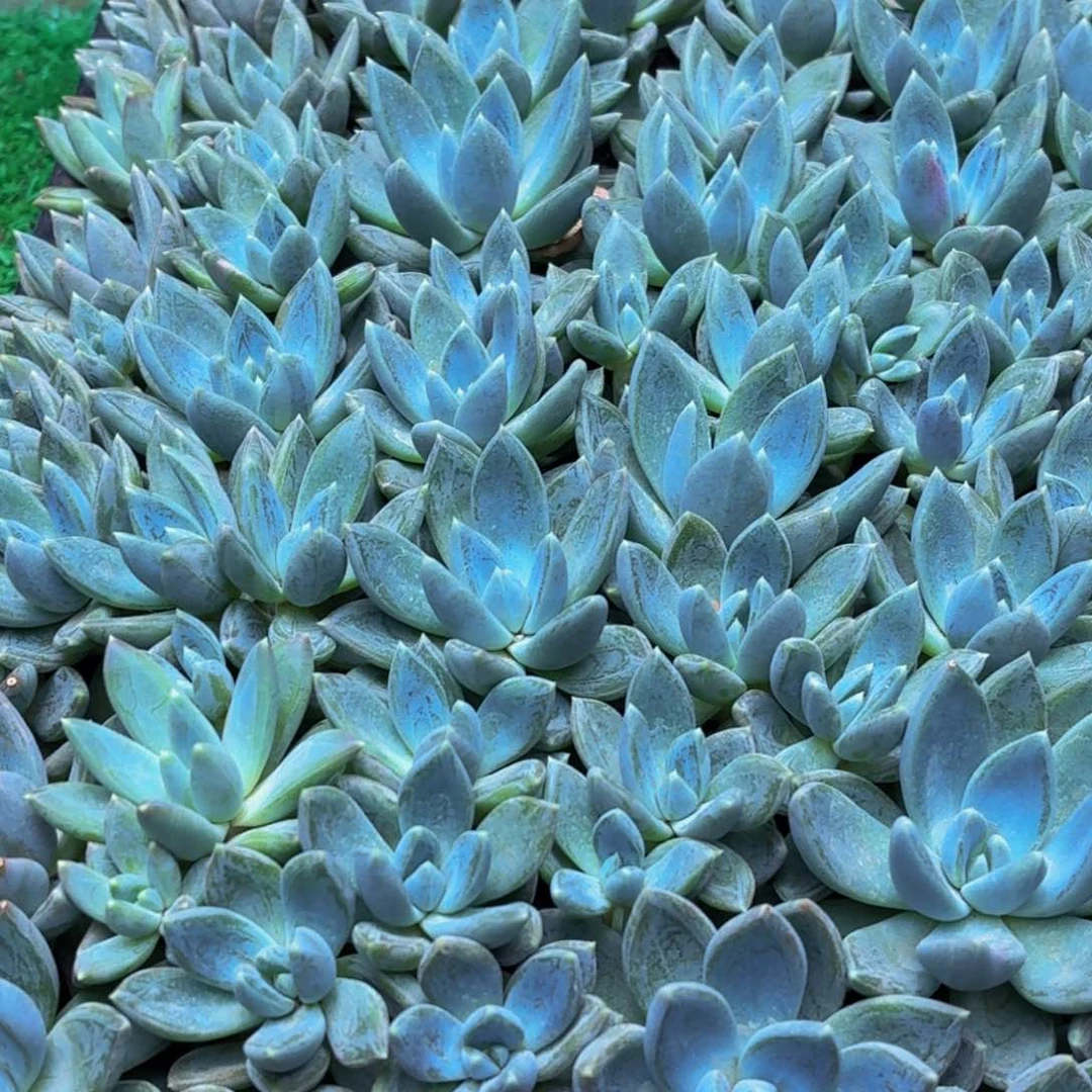 10颗美女必备美人多肉植物