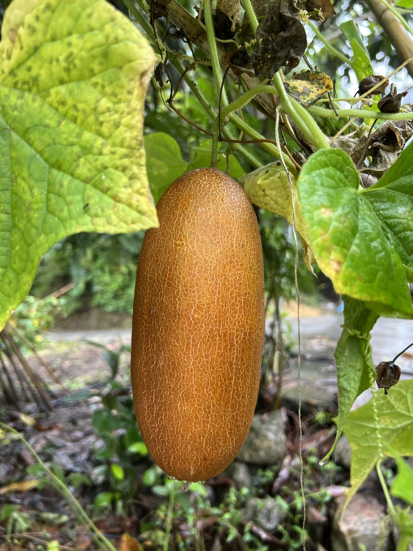 【黄瓜】湖北恩施宣恩露天种植老品种黄瓜农家自种当季蔬菜老黄瓜