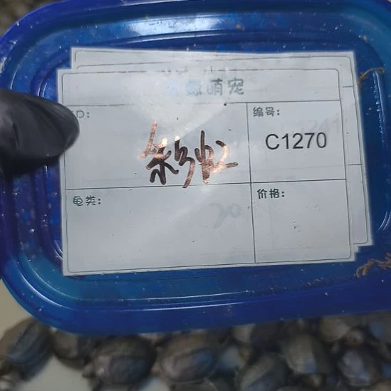 彩***机不分公母绿毛龟小青种公两个