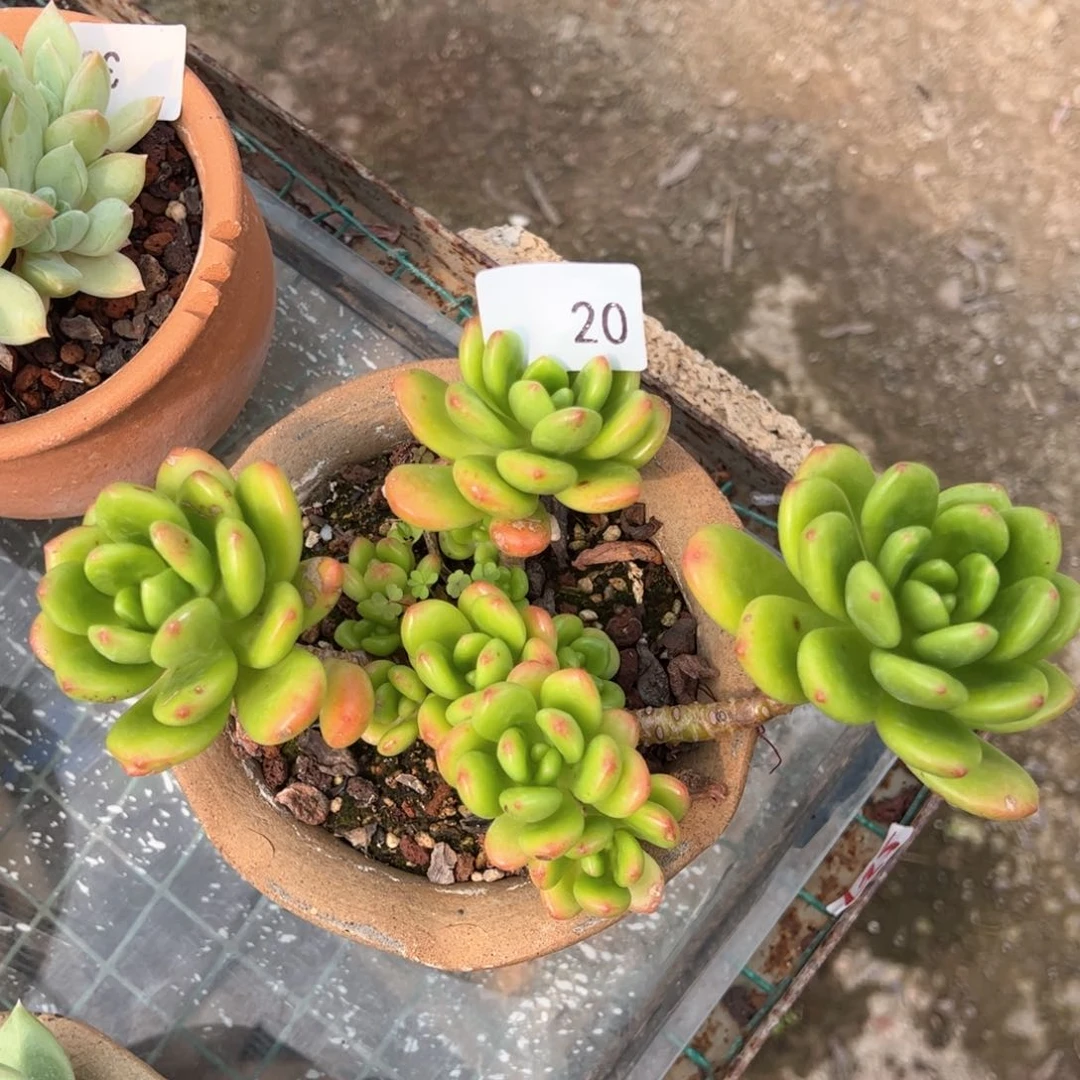 【闪购商品】玉凝。20。 11111111