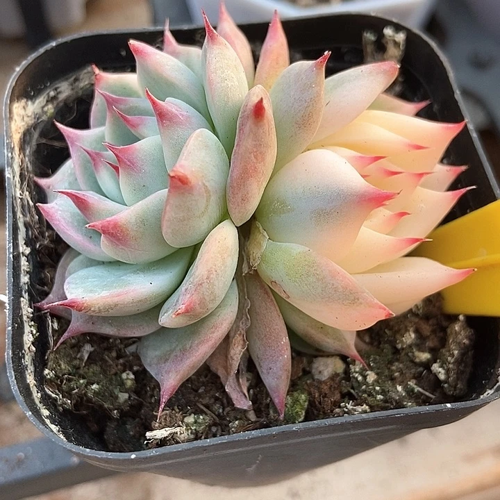 多肉植物吉娃娃锦797多肉