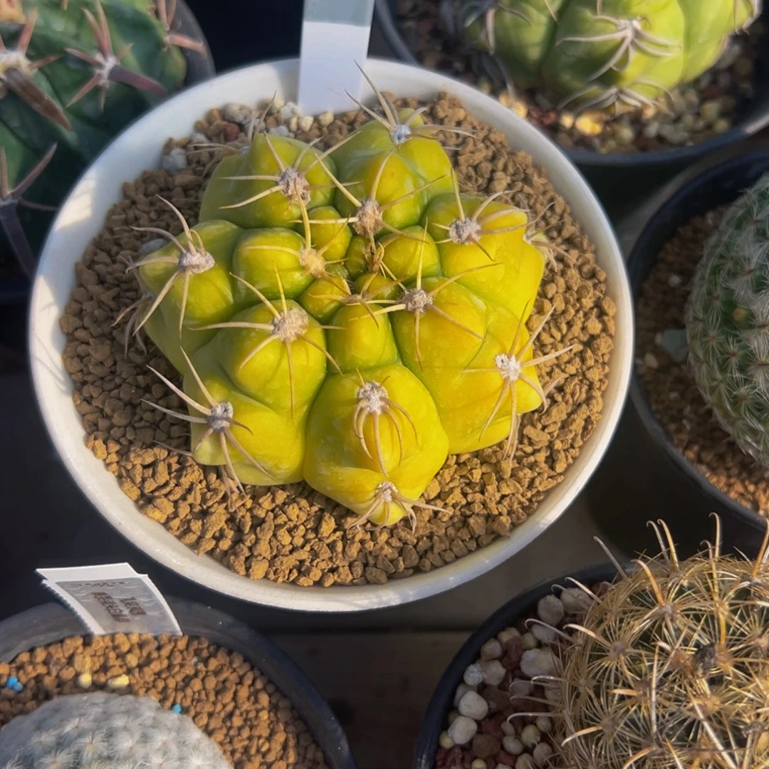 黄体海王仙人球多肉植物
