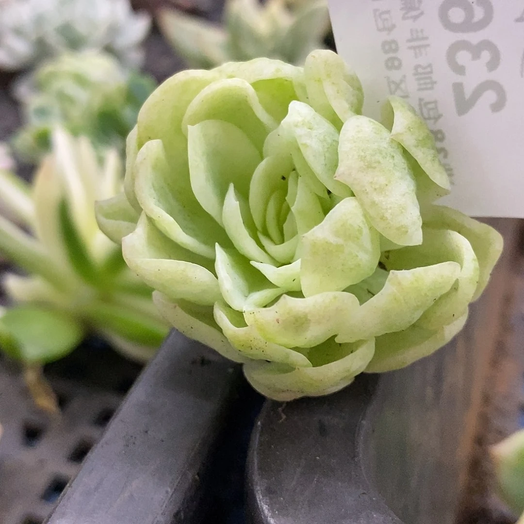 236贝瑞锦炸多肉植物哇啦塞