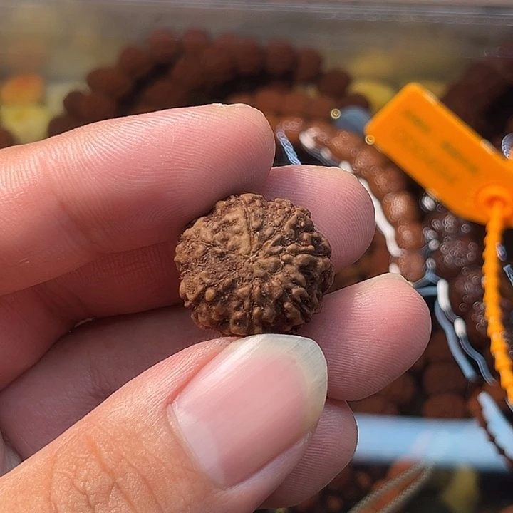 吊坠金刚菩提七瓣原籽