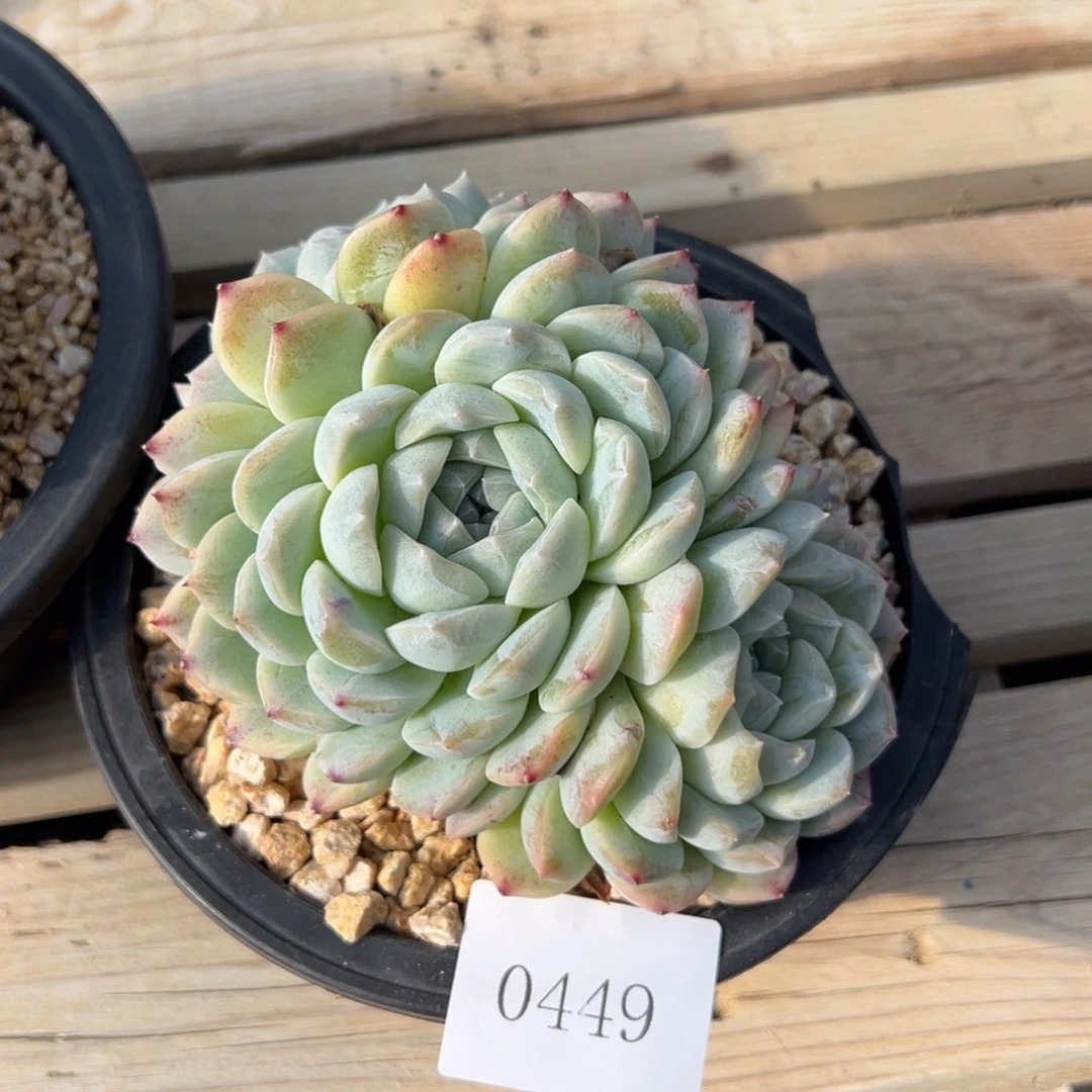 S****g0449多肉多多多多多