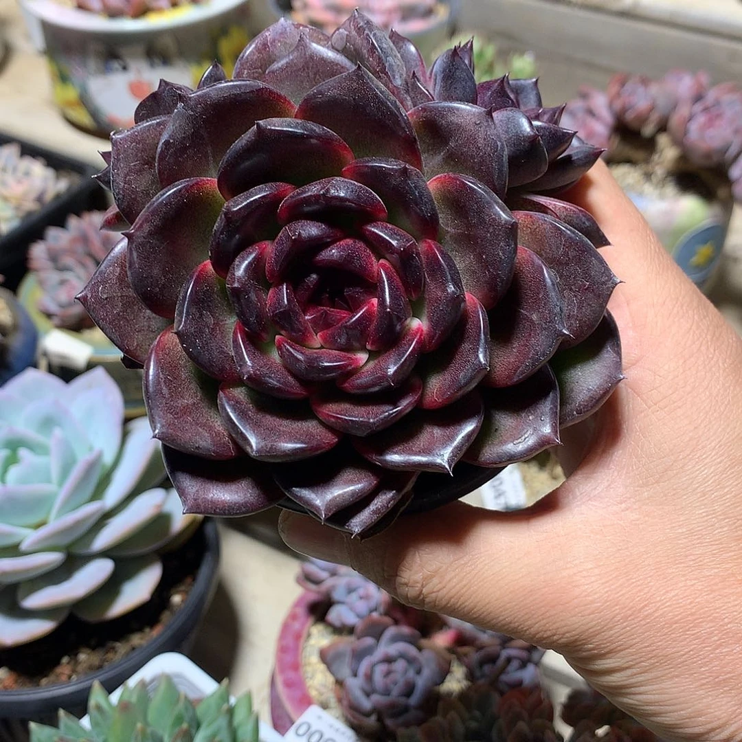 土***土128冰岛咖啡多肉一颗10厘米