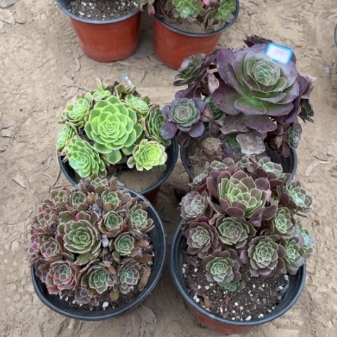 097多肉植物组合，
