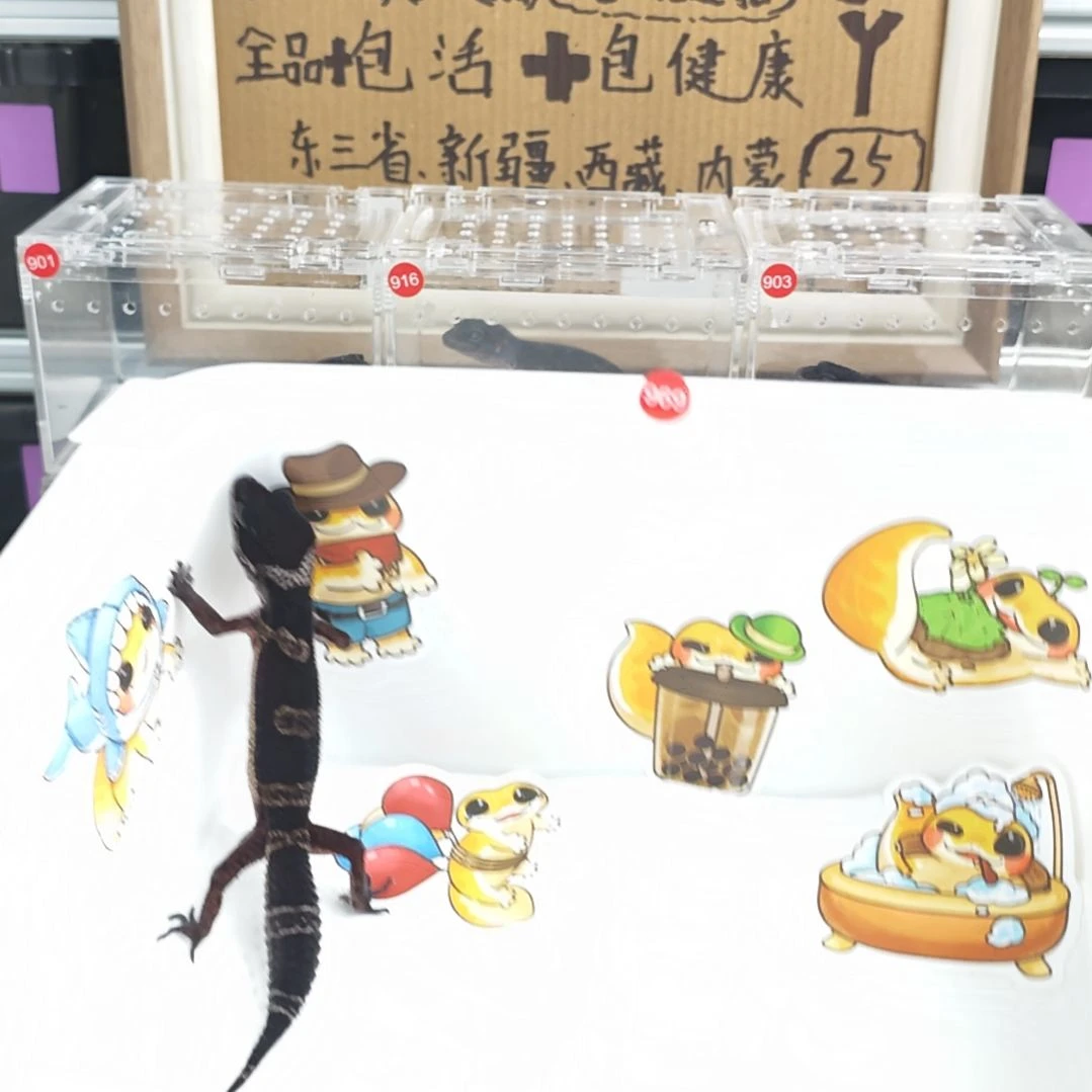 豹纹守宫豹纹守宫黑夜母