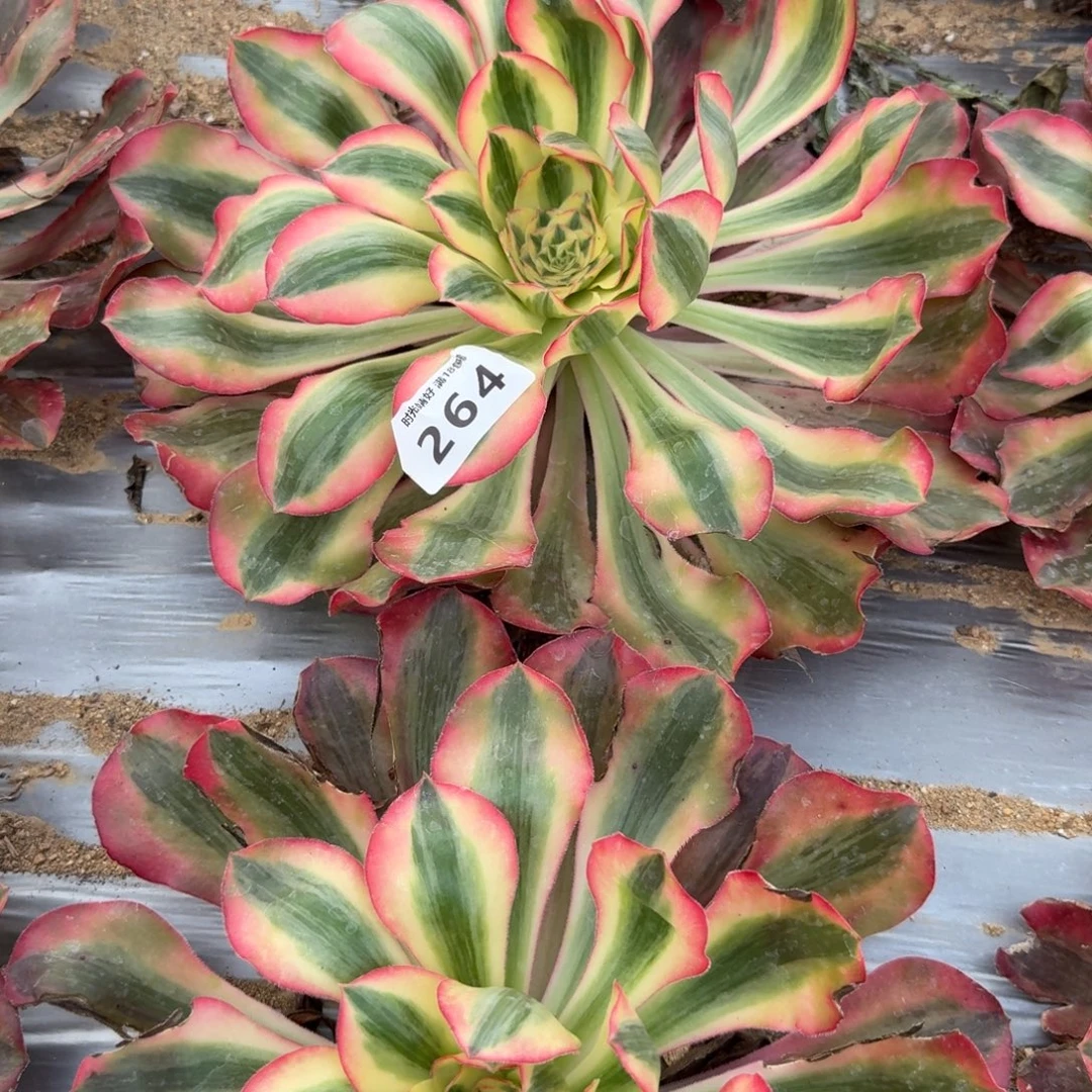 用***1264爱丽丝到秋天。多肉植物