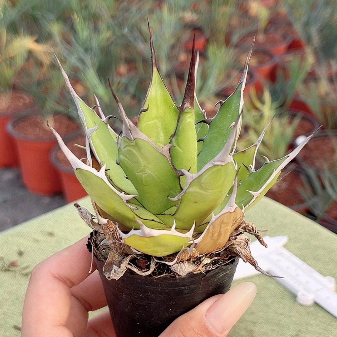 多肉植物多肉植物