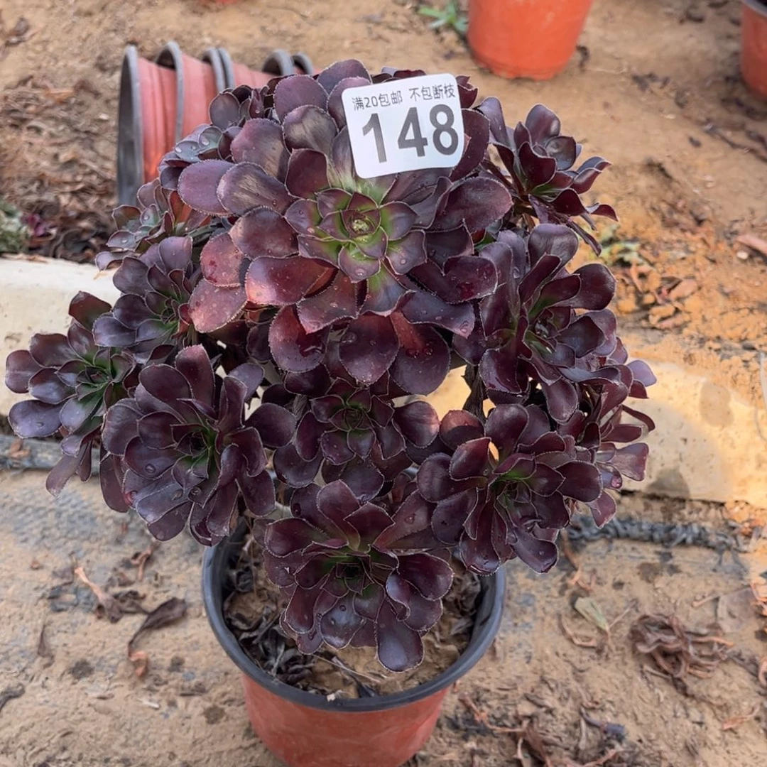 黑圆叶148不包断枝