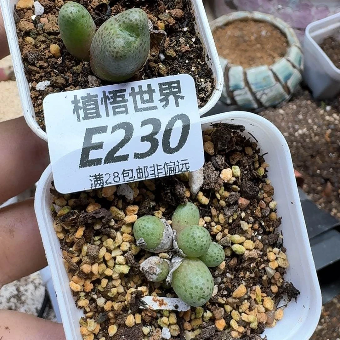 多肉杂的润泽风格gbn