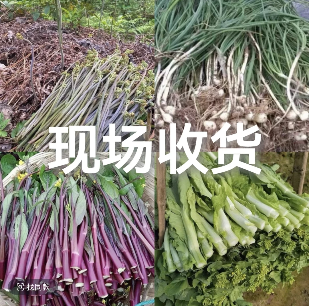 果蔬  大集现收