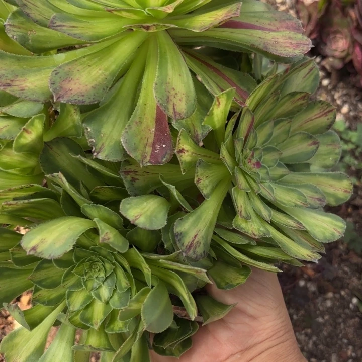 哈哈多肉葡萄福利275