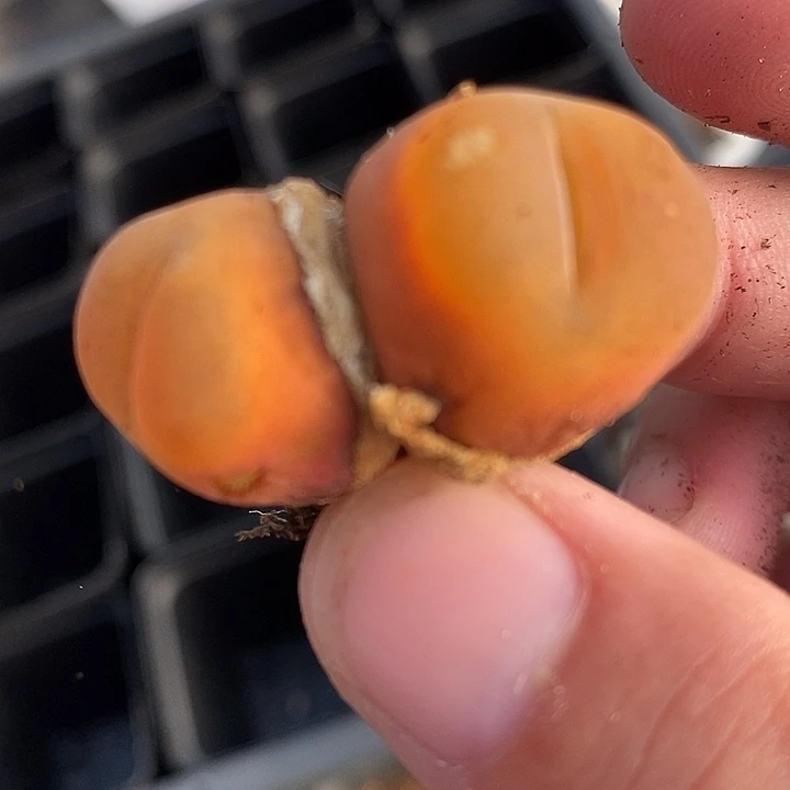 1312双头水蜜桃有伤一颗。