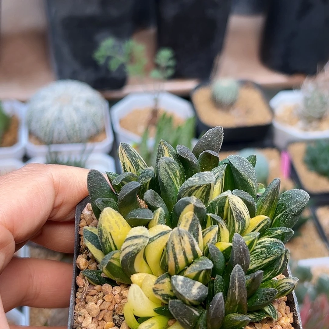 毛蟹寿锦母本群一颗