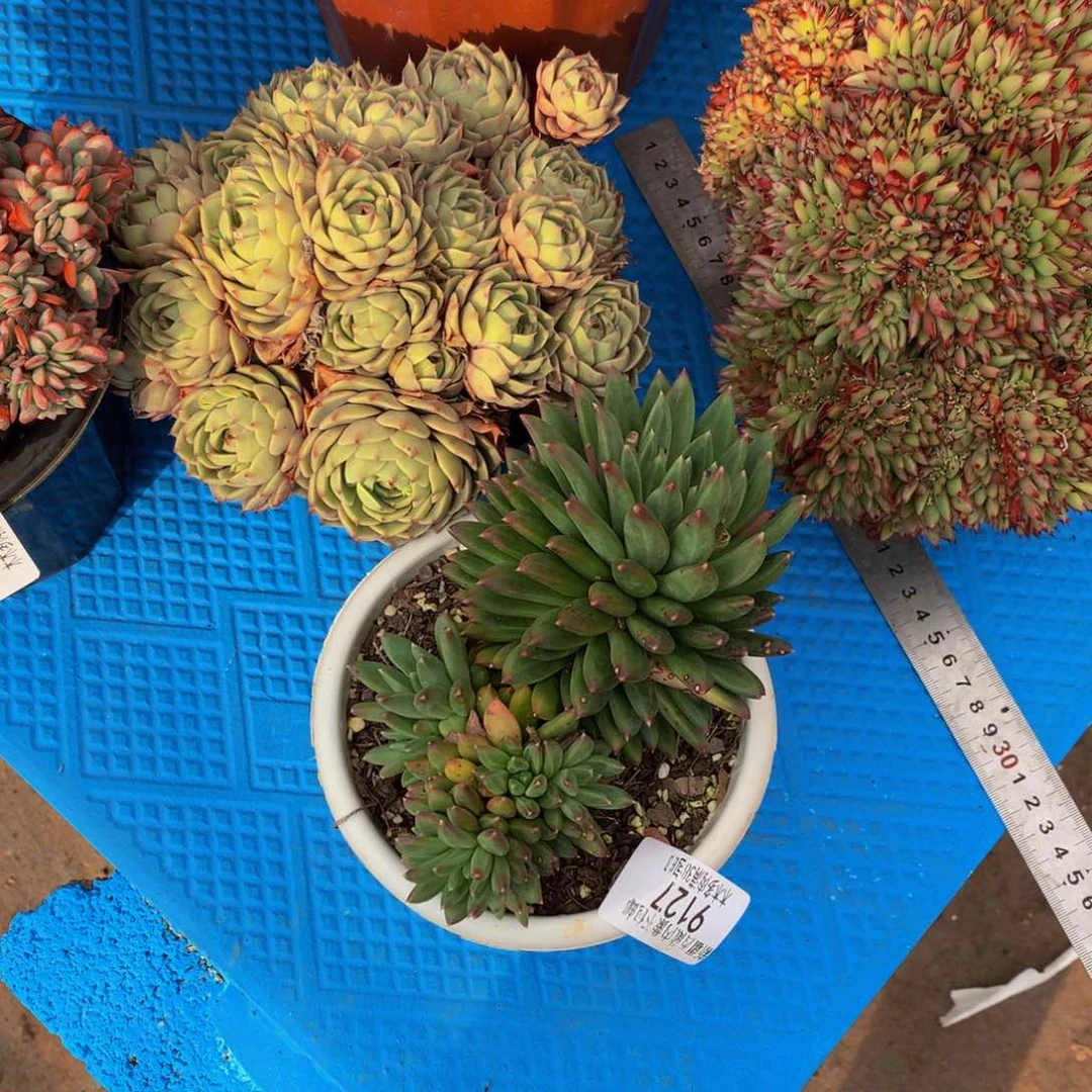 丽*梦9127陨石多肉