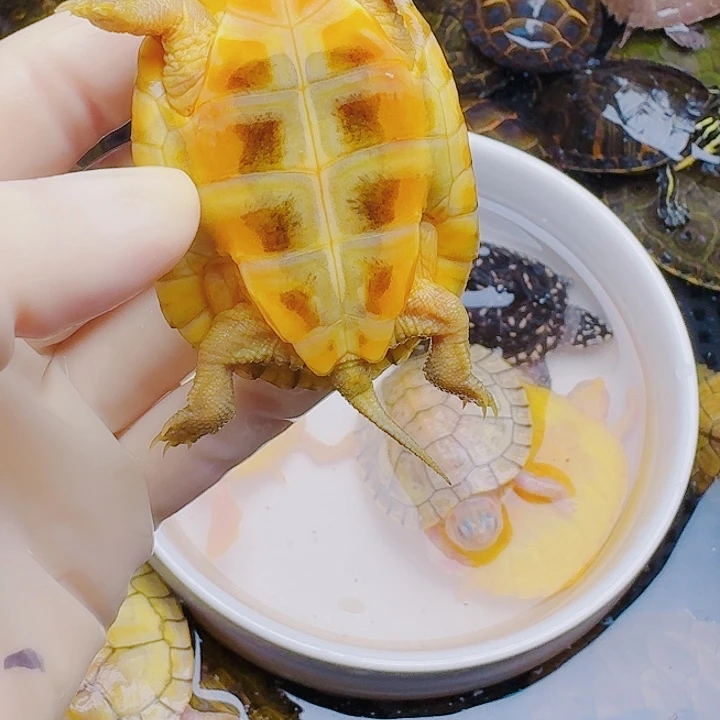 L****绿毛龟母2222222222222