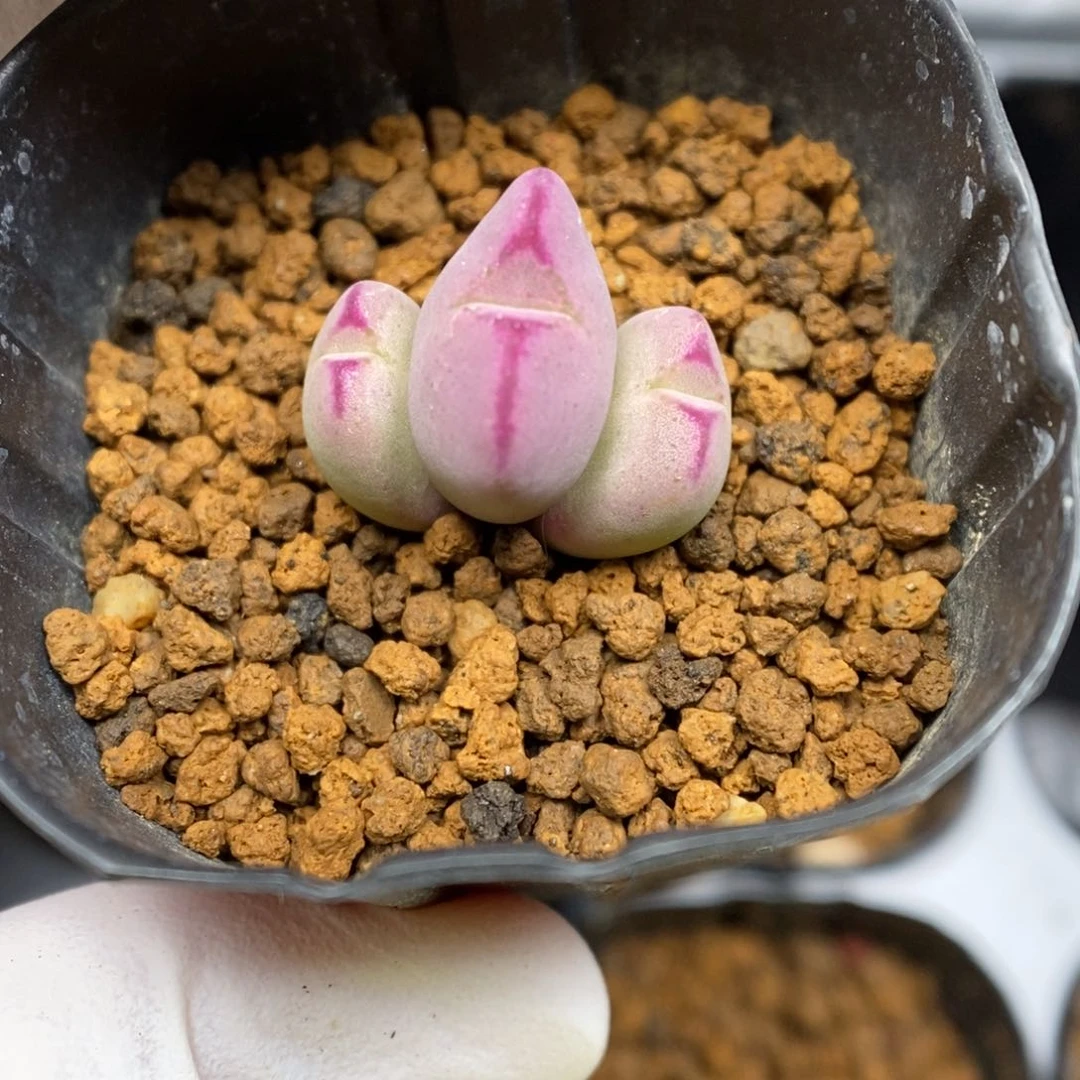 多肉植物肉锥杂交K-5377