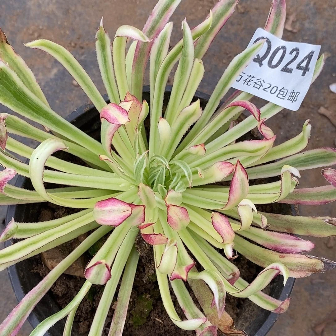 024金丝菊多肉植物