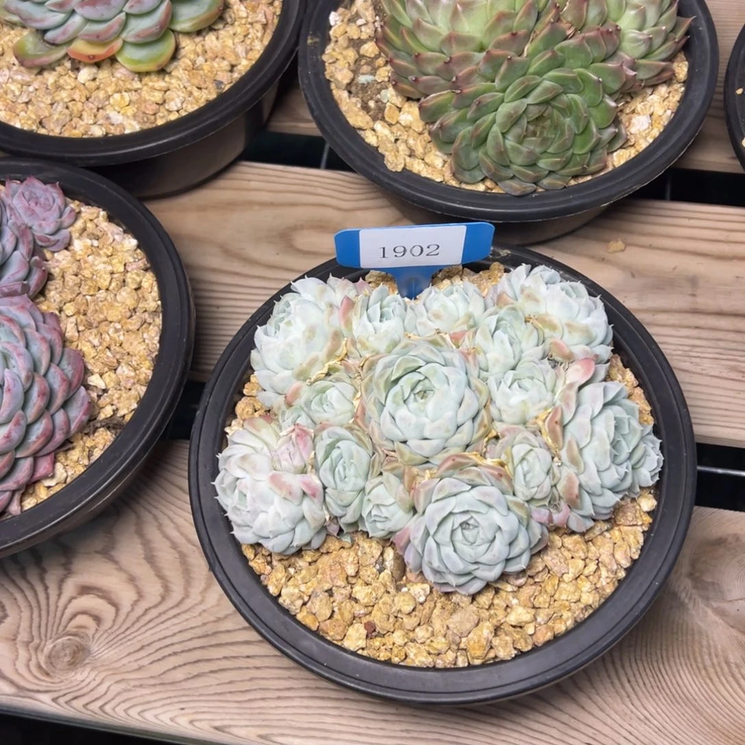 要****?1902不包整肉多么多么肉