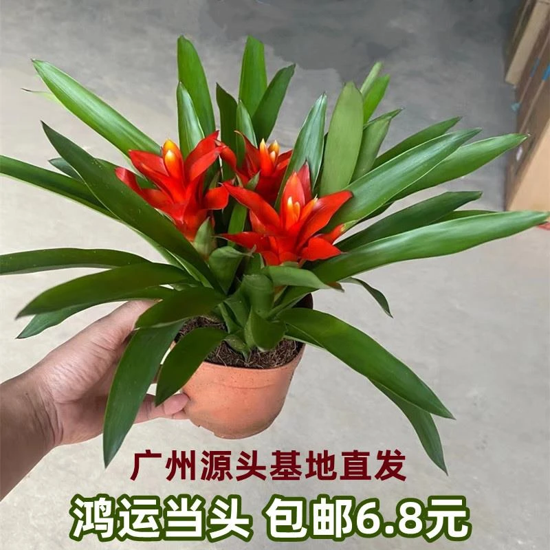 鸿运当头盆栽小红星室内花卉带花苞办公室桌面小绿植开业喜庆植物