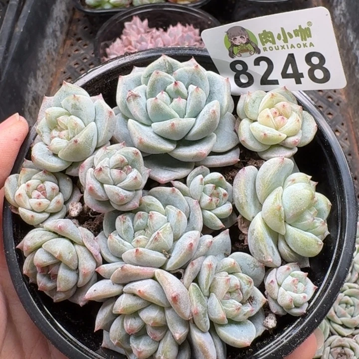 当前无花朵，栽培后可花朵多肉植物多去植物