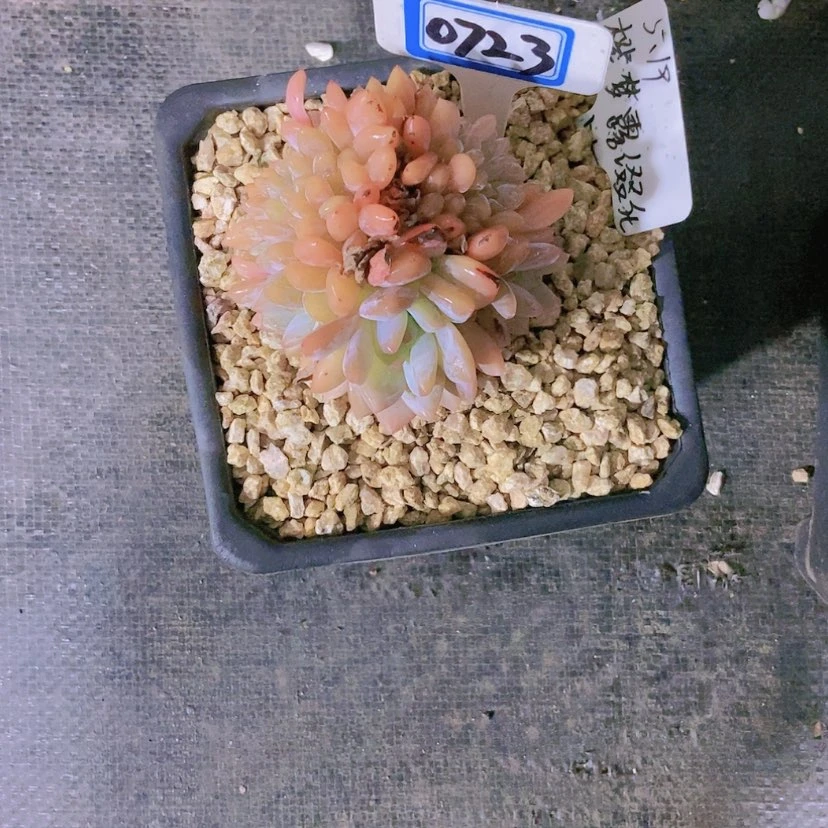 【闪购商品】?***?0723