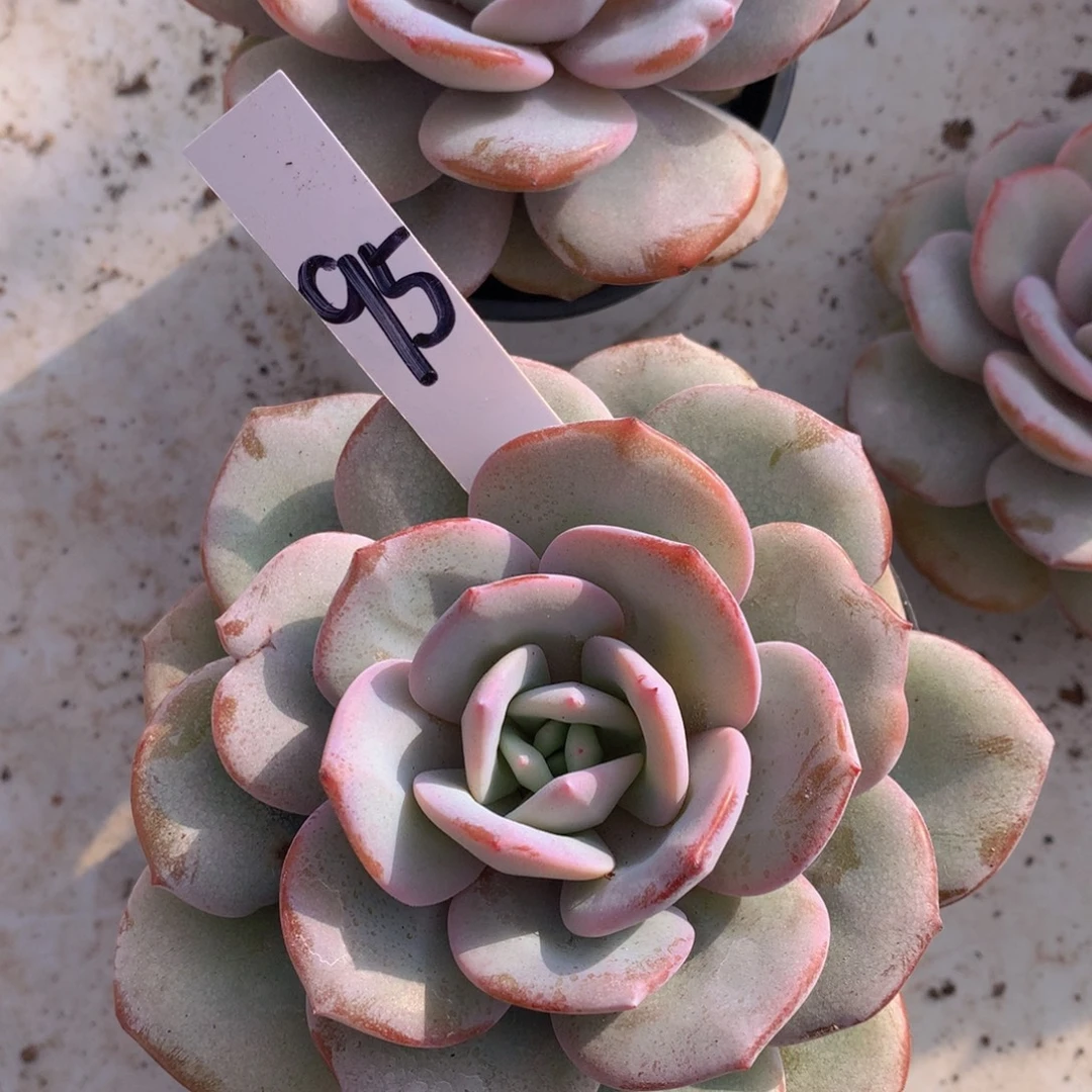 多日子黑素627272727