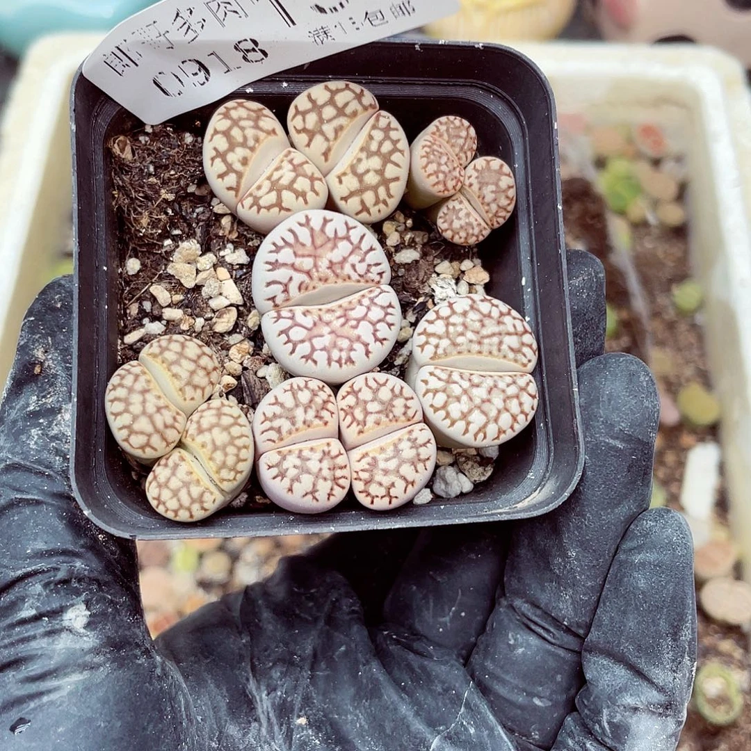 生石花满18包邮0918-195