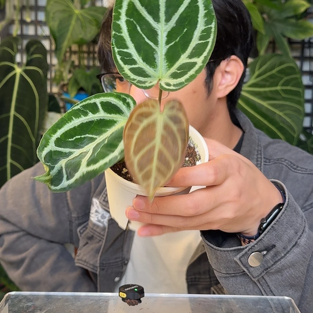 完全开放撕裂银狂杂超级银D194