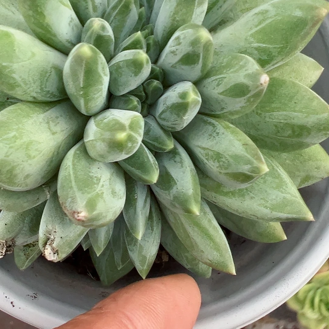 113缀化十八包邮