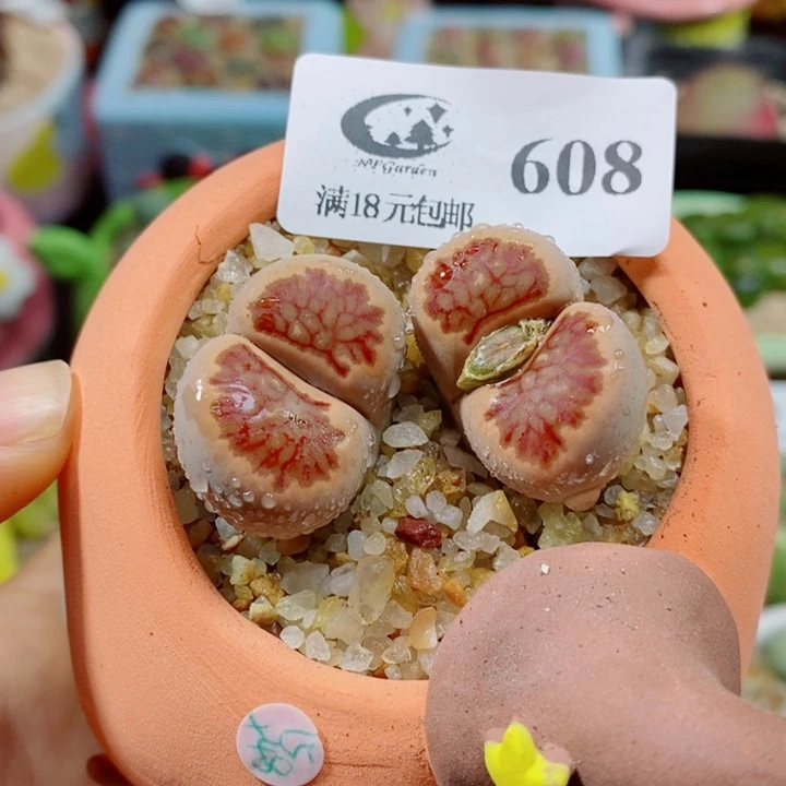 生石花花红红火火608