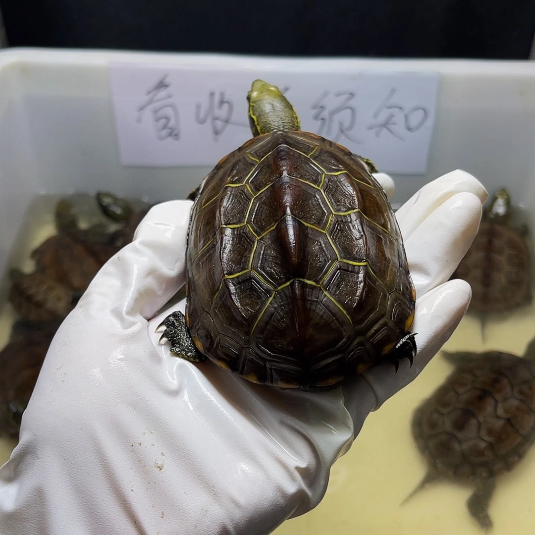 不分公母中华草龟