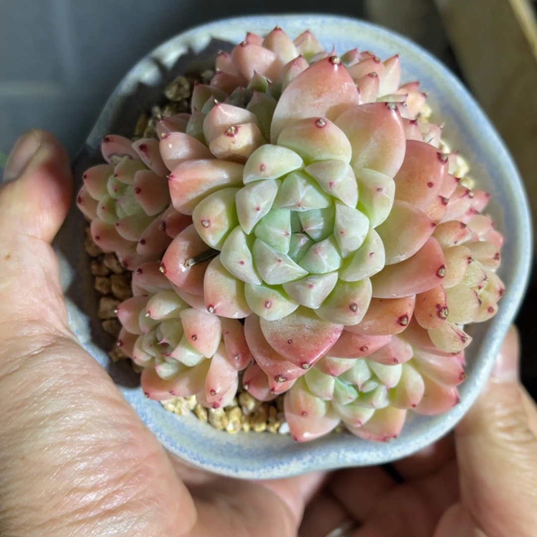 佳人 一物一拍不支持退换