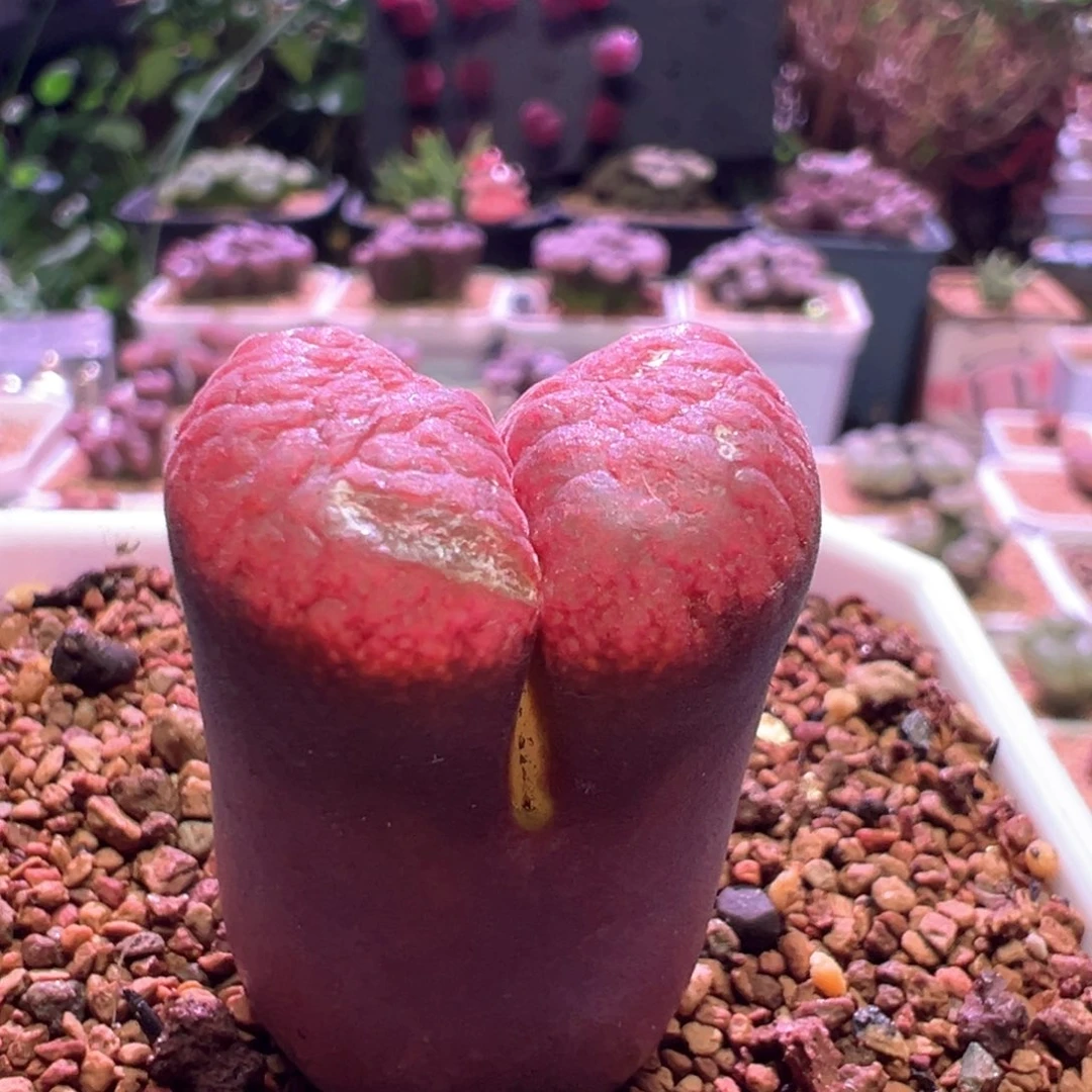 豆***0877，日系超级红蛋糕，肉锥植物